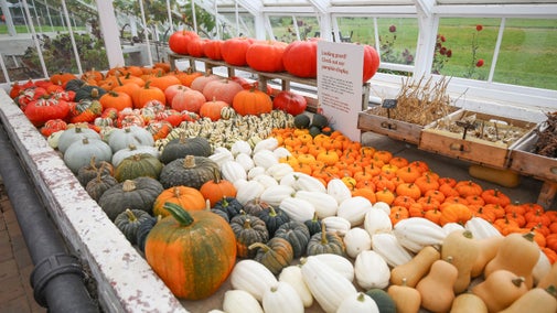 Remaining pumpkins at Kingston Lacy